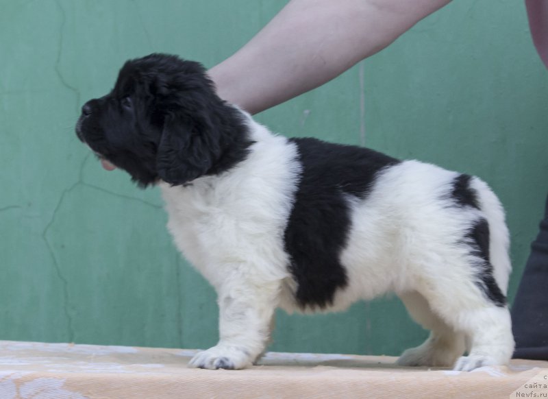 Фото: ньюфаундленд Гордая Дочь Велеса фром Рашн Беар (Gordaya Doch Velesa From Russian Bear)