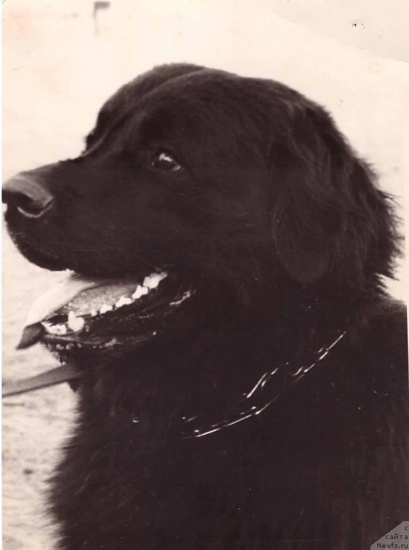 Фото: ньюфаундленд Алан Дайвер