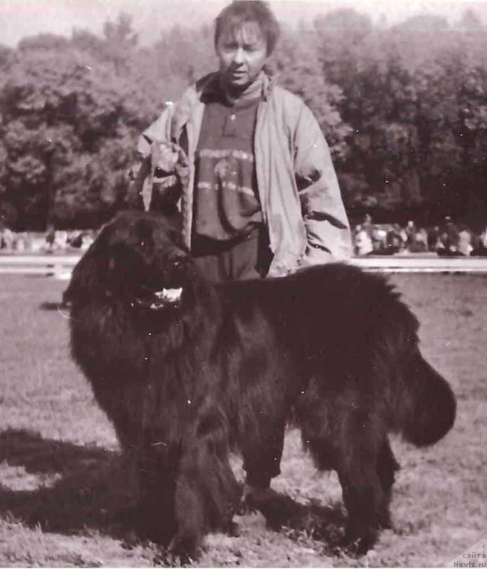 Фото: ньюфаундленд К-Атос Кас Бай