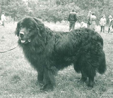 Фото: ньюфаундленд Лу Девил