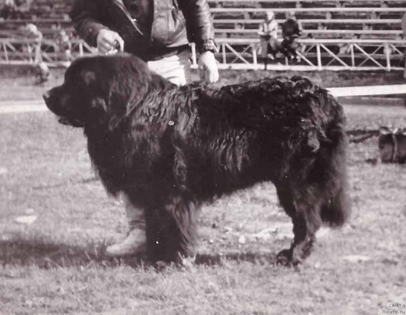 Фото: ньюфаундленд Ет Боб Пэтхар