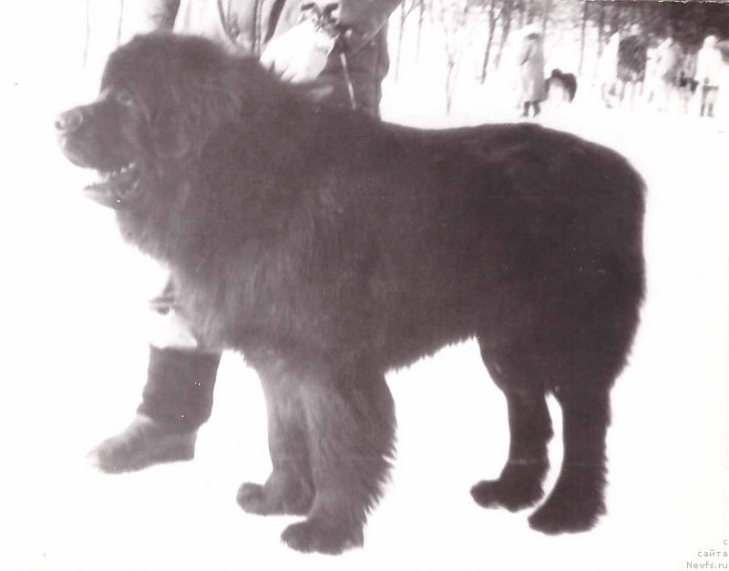 Фото: ньюфаундленд Окс Уршер