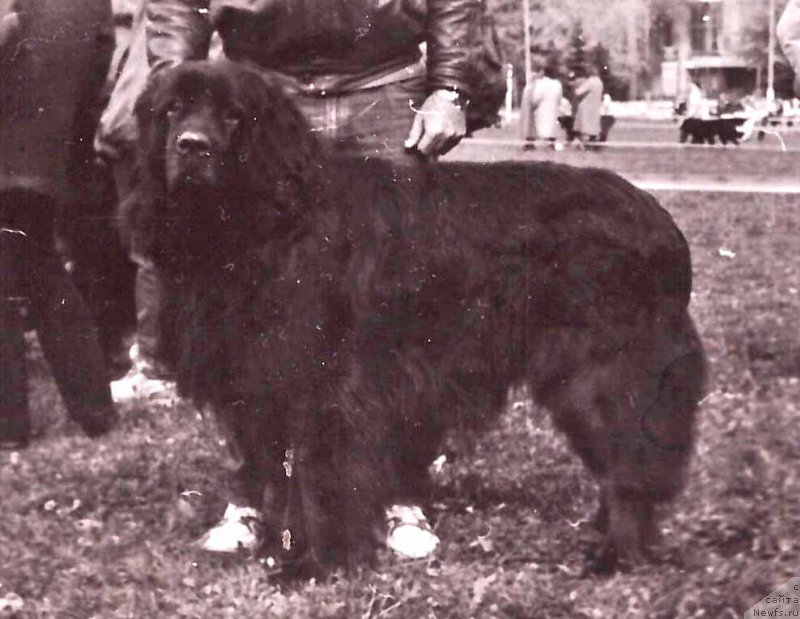 Фото: ньюфаундленд Хардфорс Фери Бар