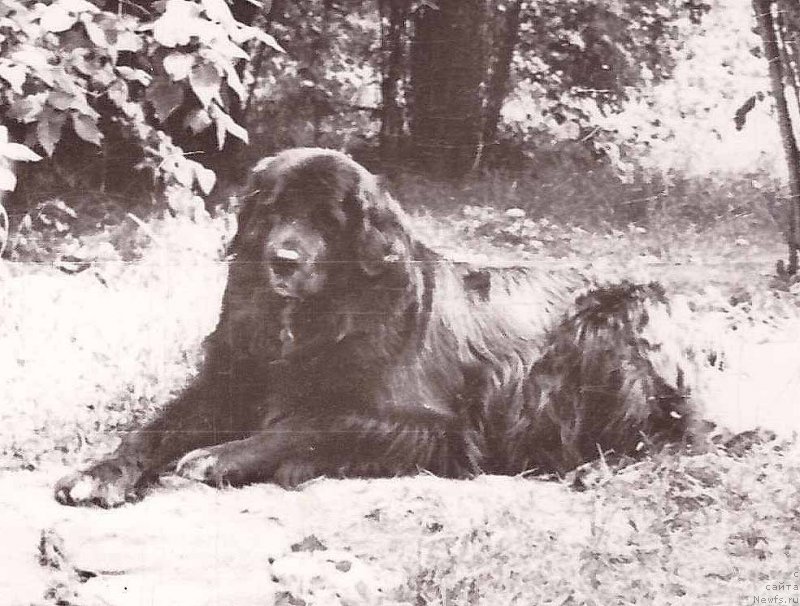 Фото: ньюфаундленд Хеппи