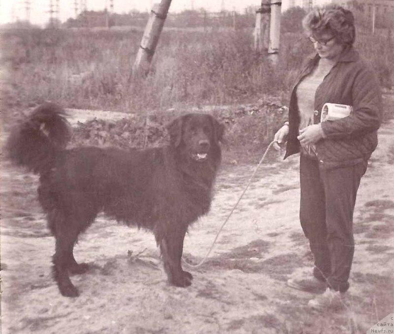 Фото: ньюфаундленд Нора