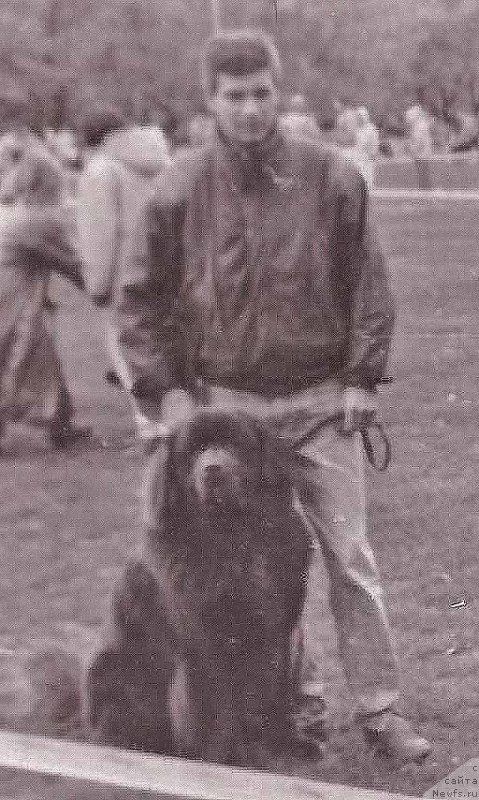 Фото: ньюфаундленд Чарльз Браун