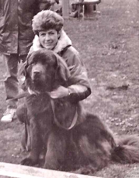 Фото: ньюфаундленд Сэлдом Браун Лурт Ботсвейн