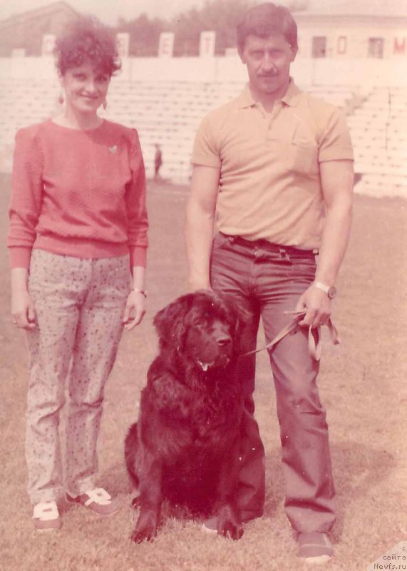 Фото: ньюфаундленд Вельд