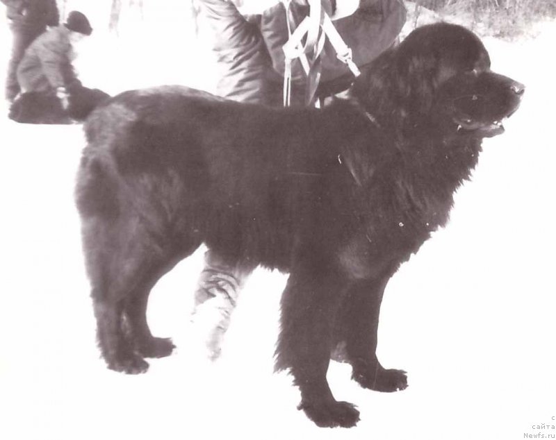 Фото: ньюфаундленд Вольф