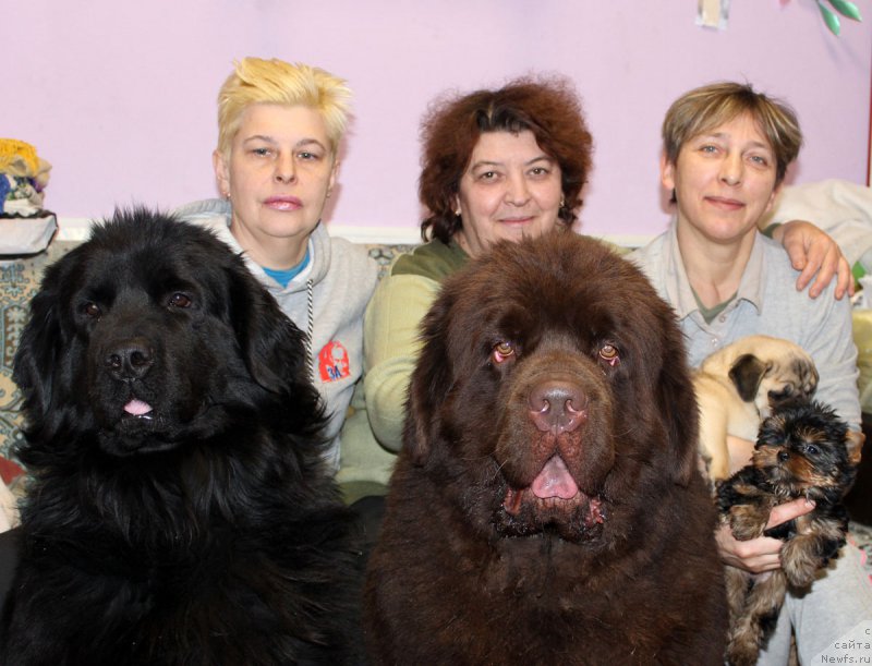 Фото: ньюфаундленд Елизавета Вялiкi Мядзведзь (Elizaveta Vialiki Miadzvedz), Татьяна Чернявская, ньюфаундленд Чармер Денкам Бронз (Charmer Denkam Bronze), Елена Шмелева, Екатерина Кузнецова