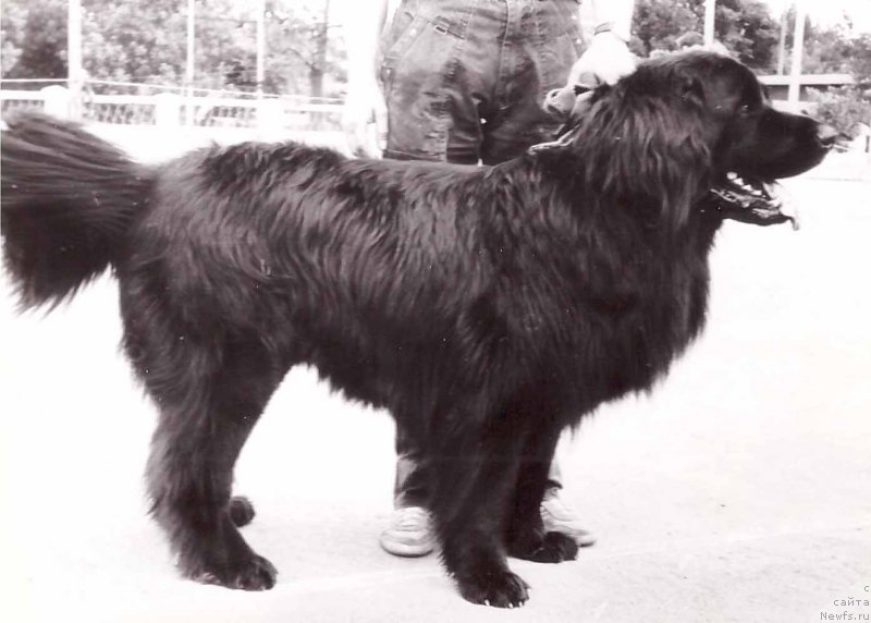 Фото: ньюфаундленд Уран Ньюор