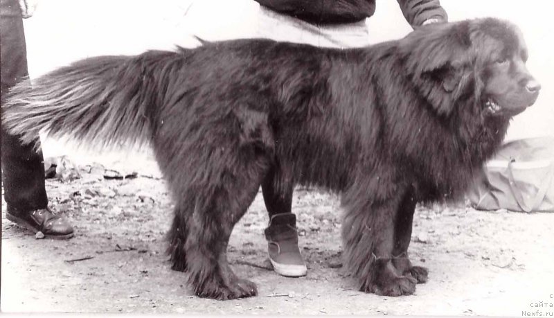 Фото: ньюфаундленд Евис Ронгли