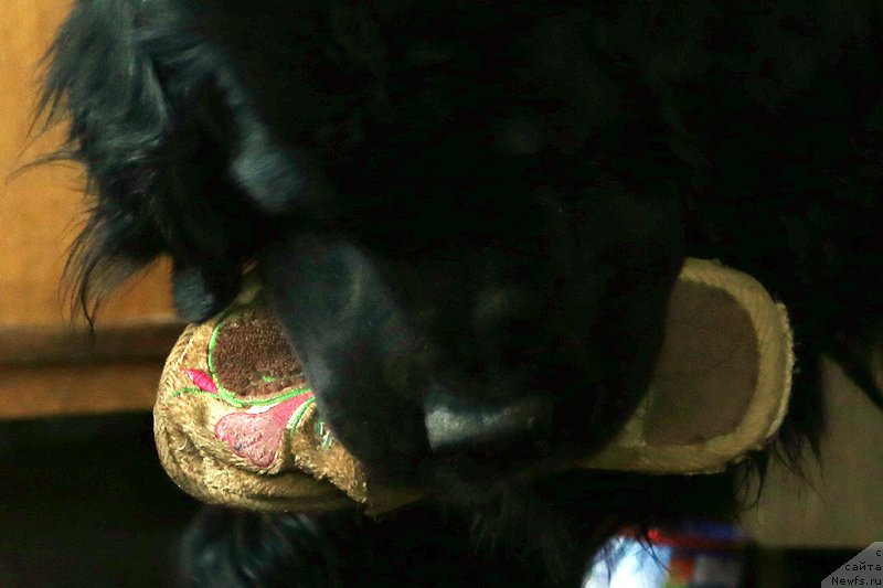 Фото: Гастон де Фуа