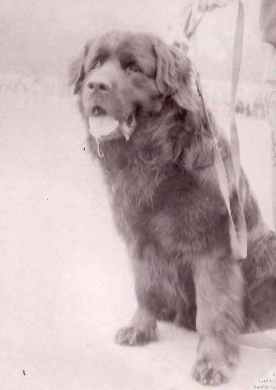 Фото: ньюфаундленд Эзоп