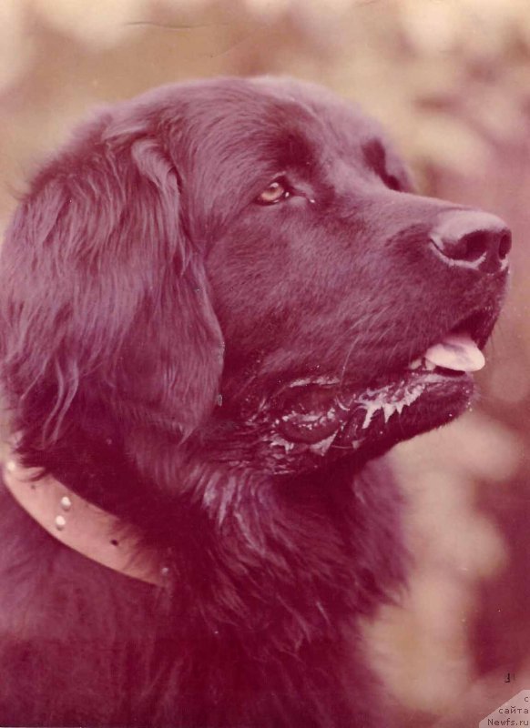 Фото: ньюфаундленд Хани Рон