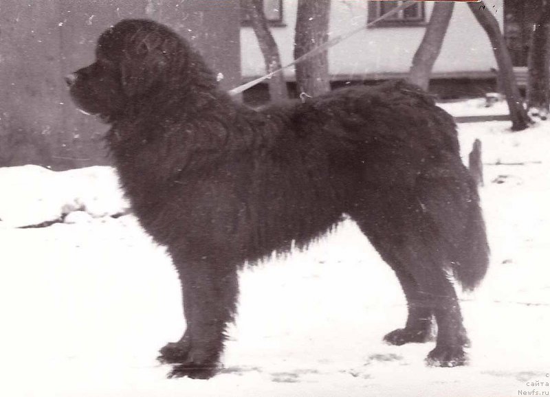 Фото: ньюфаундленд Граф Палви оф Лайф Сейвер