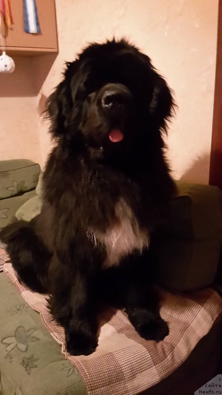 Фото: ньюфаундленд Дак Прайд Ван Гог (Dark Pride Van Gogh)