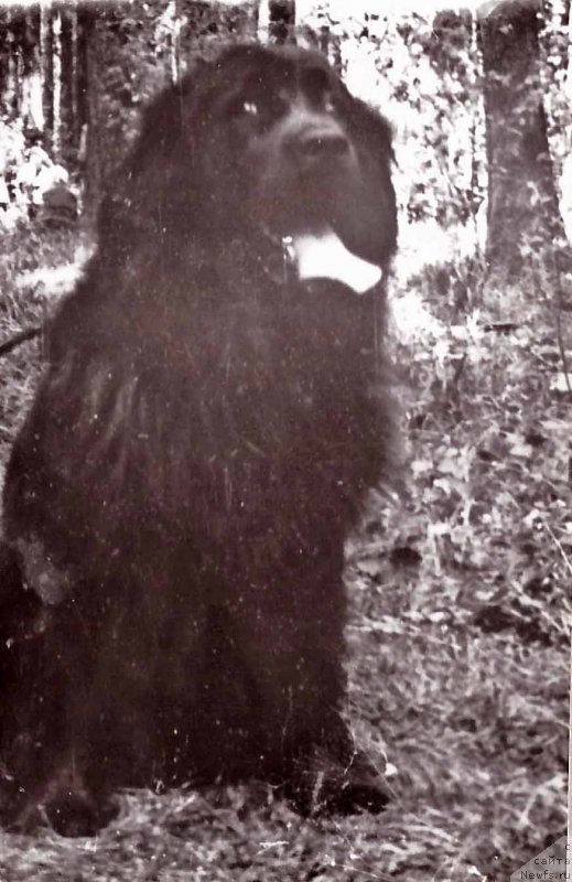 Фото: ньюфаундленд Рочи Янга