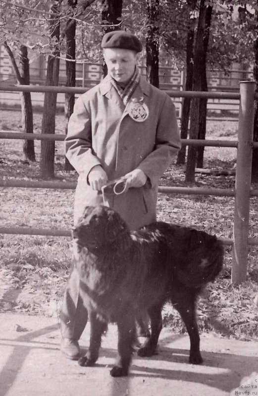 Фото: ньюфаундленд Глафи Регина