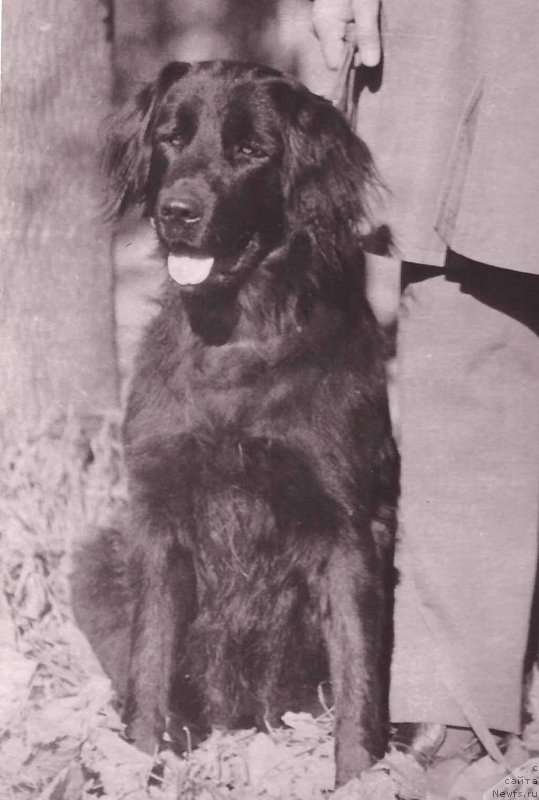 Фото: ньюфаундленд Гран Прима