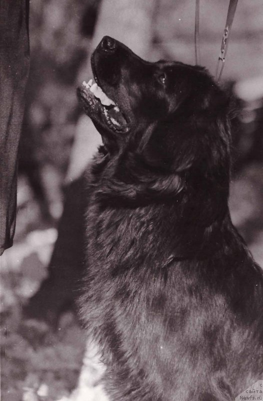 Фото: ньюфаундленд Зигги Дарджи Бей