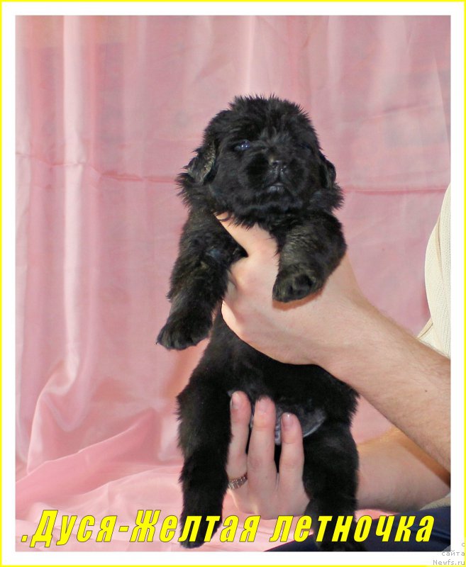 Фото: ньюфаундленд Черный Балу Ева Браун
