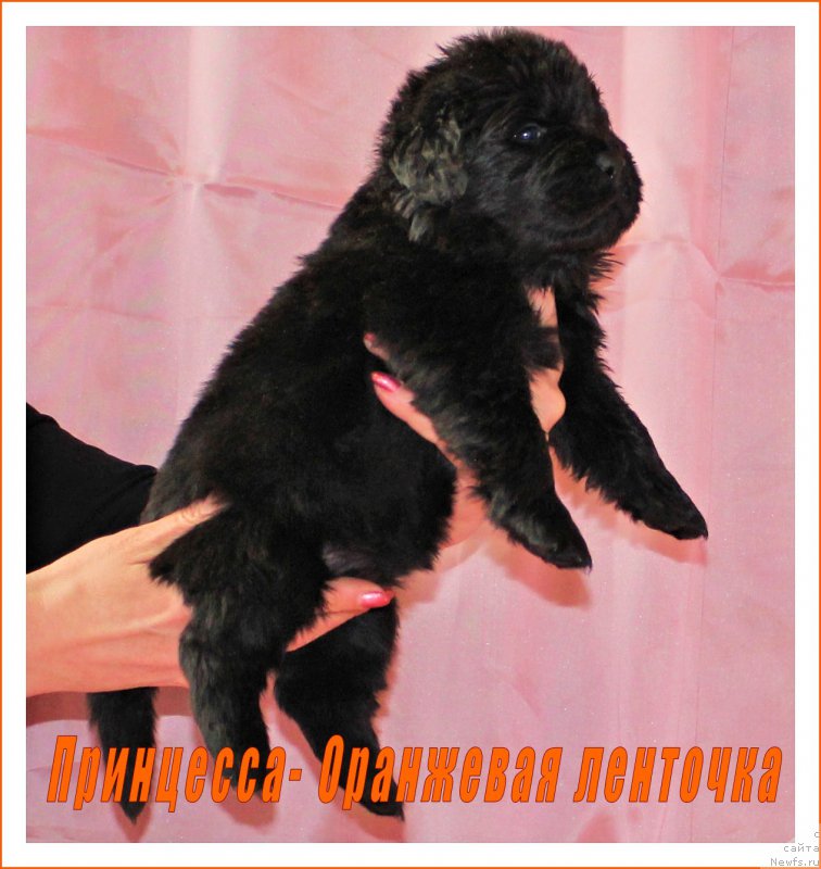 Фото: ньюфаундленд Черный Балу Евита Леона