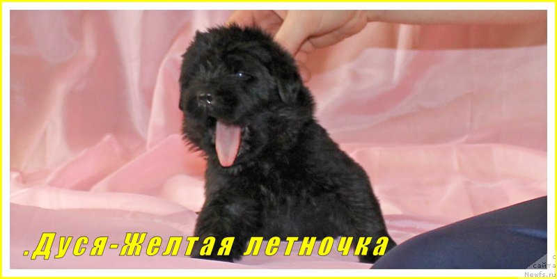 Фото: ньюфаундленд Черный Балу Ева Браун