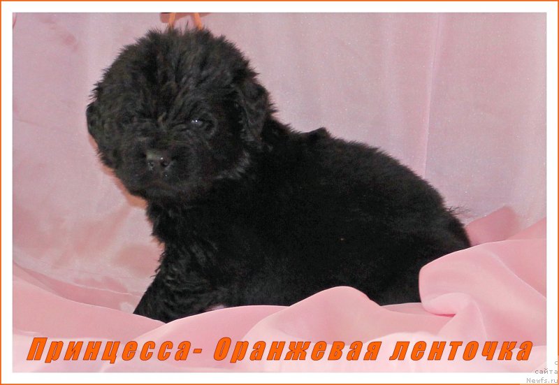 Фото: ньюфаундленд Черный Балу Евита Леона