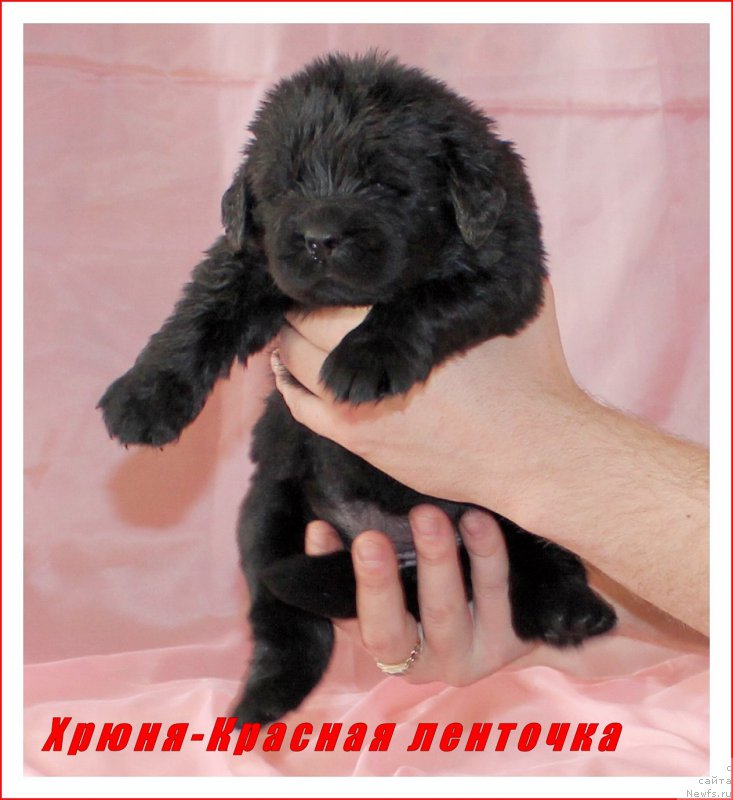 Фото: ньюфаундленд Черный Балу Евангелина