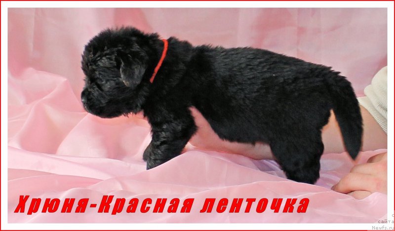 Фото: ньюфаундленд Черный Балу Евангелина