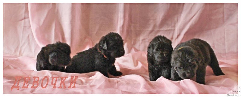 Фото: ньюфаундленд Черный Балу Есения, ньюфаундленд Черный Балу Евита Леона, ньюфаундленд Черный Балу Евангелина, ньюфаундленд Черный Балу Ева Браун