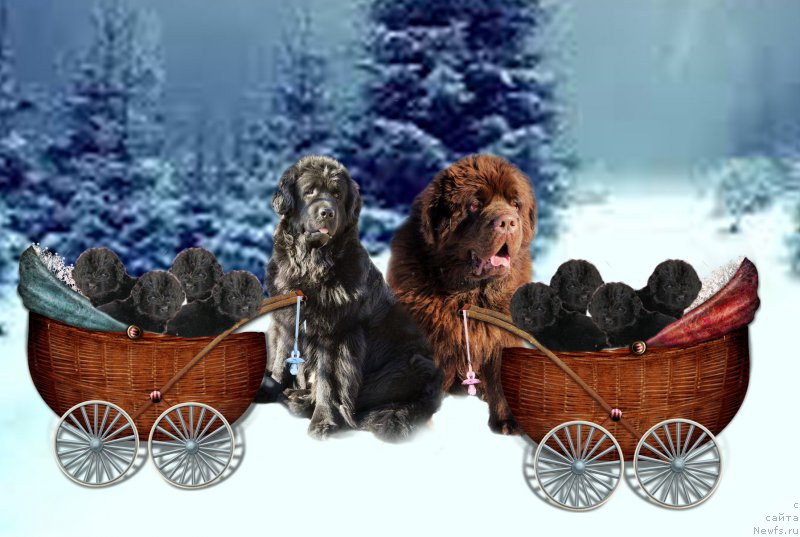 Фото: ньюфаундленд Чармер Денкам Бронз (Charmer Denkam Bronze), ньюфаундленд Елизавета Вялiкi Мядзведзь (Elizaveta Vialiki Miadzvedz)