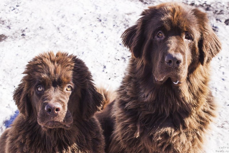 Фото: ньюфаундленд Наоми Таголири фор Браунблад (Naomi Tagoliri for Brouwnblood), ньюфаундленд Сверкающая Гора Машаме (Sverkayuzhaya Gora Mashame)