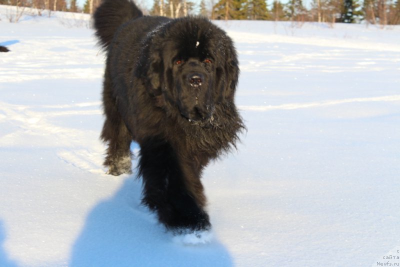Фото: ньюфаундленд Бегущая по Волнам Зеро Коол