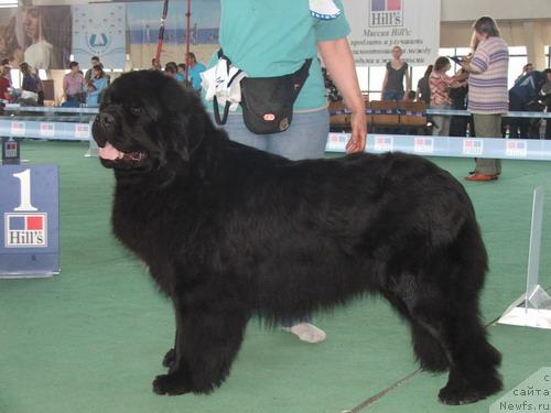 Фото: ньюфаундленд Плюшевая Панда Алекс Шоу (Plushevaya Panda Alex Show)