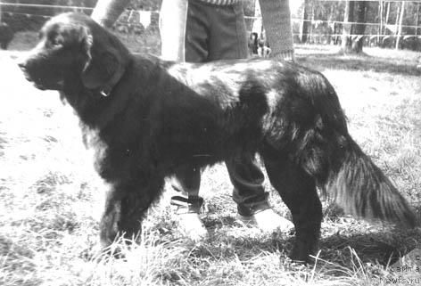 Фото: ньюфаундленд Беатле Вайма