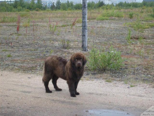Фото: ньюфаундленд Зенон Зачарованный Принц