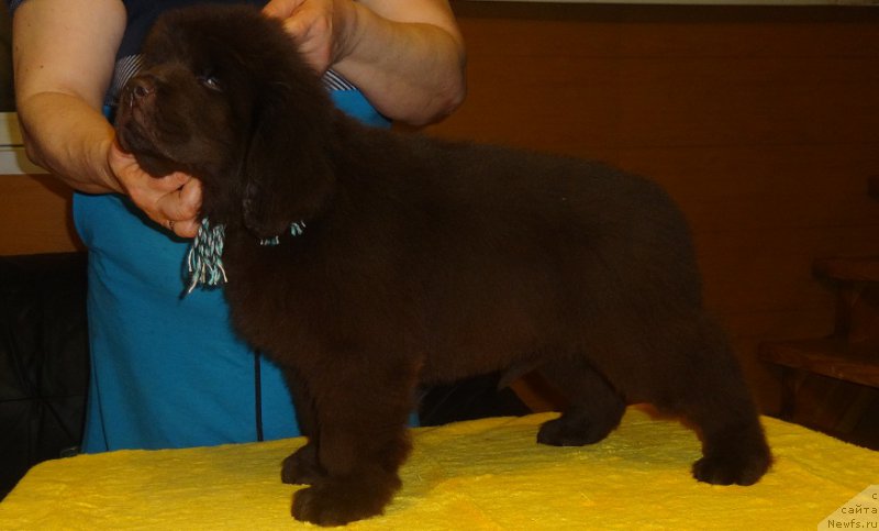 Фото: ньюфаундленд Ньюфорт Вивиан