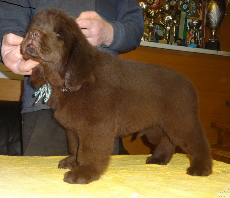 Фото: ньюфаундленд Ньюфорт Вивиан