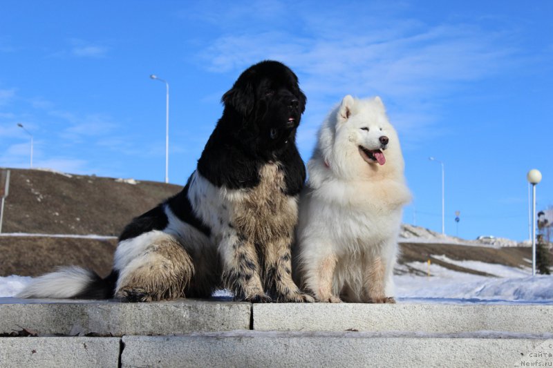 Фото: ньюфаундленд Плюшевая Панда Ферреро Ронд Нуар (Plushevaya Panda Ferrero Rond Noir)