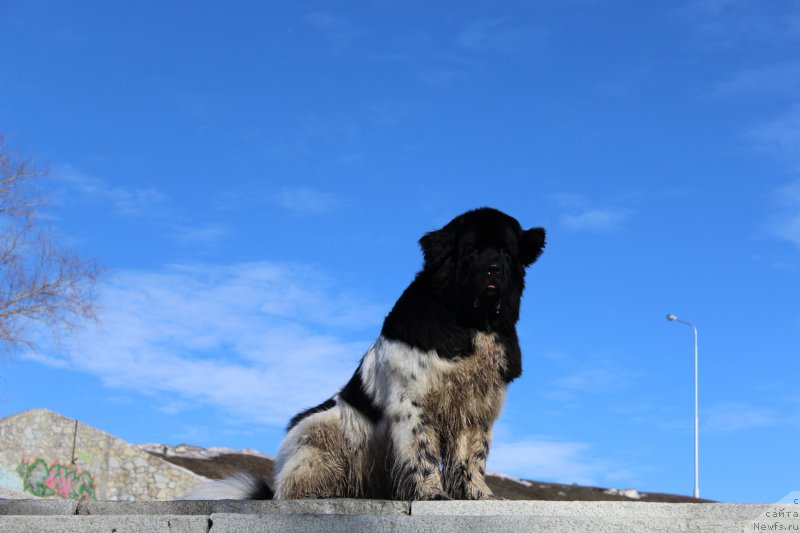 Фото: ньюфаундленд Плюшевая Панда Ферреро Ронд Нуар (Plushevaya Panda Ferrero Rond Noir)