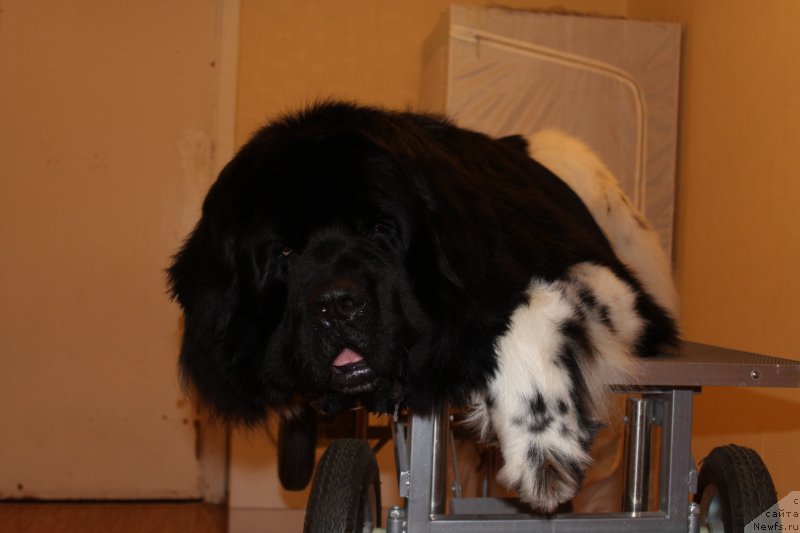 Фото: ньюфаундленд Плюшевая Панда Ферреро Ронд Нуар (Plushevaya Panda Ferrero Rond Noir)