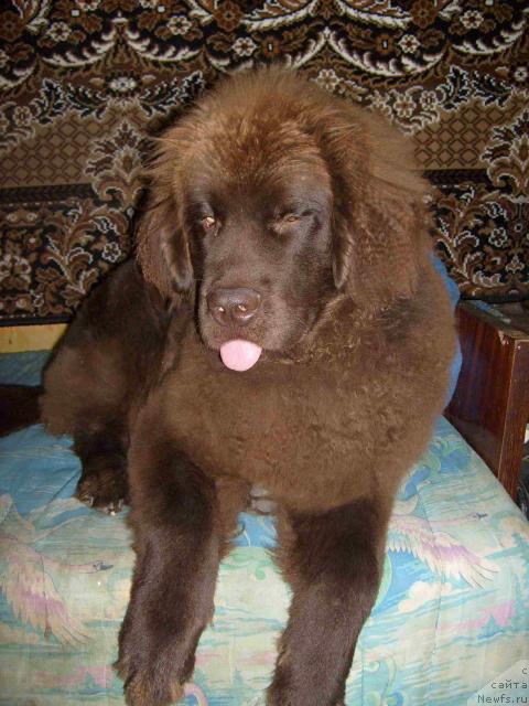 Фото: ньюфаундленд Зенон Зачарованный Принц