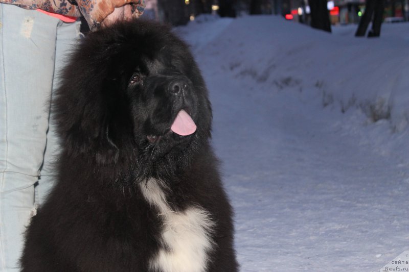 Фотография № 178012