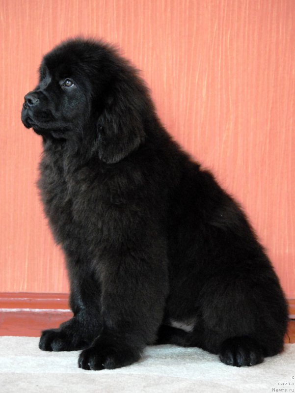 Фото: ньюфаундленд Моя Стихия Крутой Парень