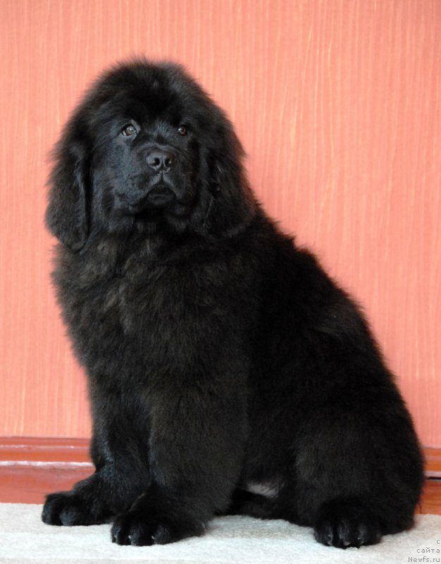 Фото: ньюфаундленд Моя Стихия Крутой Парень