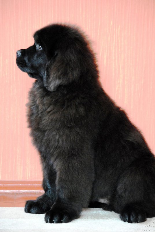 Фото: ньюфаундленд Моя Стихия Крутой Парень