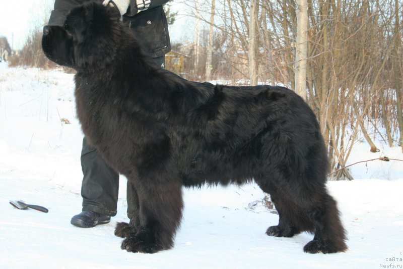 Фото: ньюфаундленд Черная Мафия Муст Хаве (Chernaya Mafia Must Have)