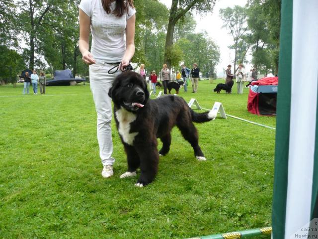 Фото: ньюфаундленд Питерньюф Жгучий Поцелуй (Piternyuf Zhguchiy Potseluy)
